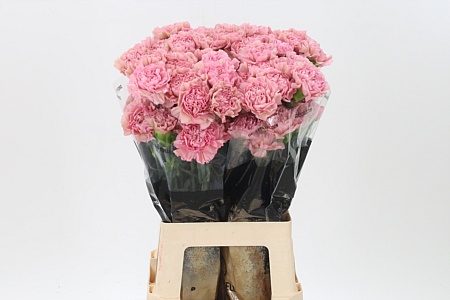 Di St Lege Pink – čerstvý rezaný kvet, dĺžka: 70 cm, pôvod: CO
