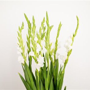 Gladiool White Nova Zembla – čerstvý rezaný kvet, dĺžka: 105 cm, pôvod: NL