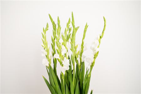Gladiool White Nova Zembla – čerstvý rezaný kvet, dĺžka: 105 cm, pôvod: NL