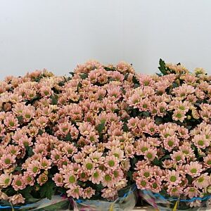 Chryzantéma San Rossi Mix