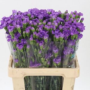 Di Tr Moonberry – čerstvý rezaný kvet, dĺžka: 60 cm, pôvod: CO