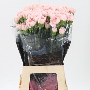 Karafiát Di St Maruchi 70 cm