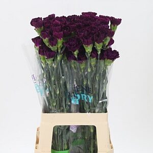 Karafiát Di St Florigene Moontea 70 cm