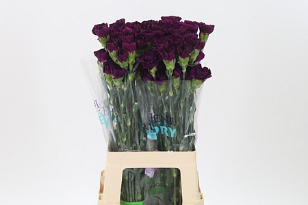 Karafiát Di St Florigene Moontea 70 cm