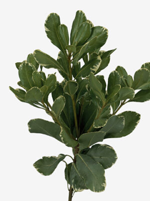 Pittosporum Green 50 cm