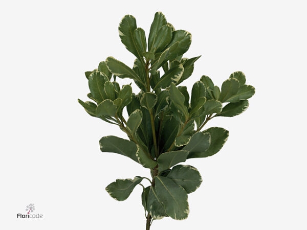 Pittosporum Green 50 cm