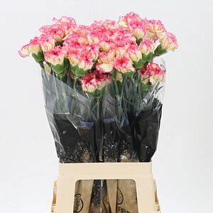 Karafiát Di St Spritz 70 cm