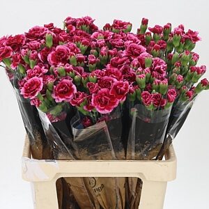 Karafiát Di Tr Berry 60 cm