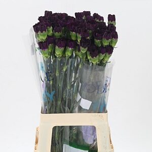 Karafiát Di St Mix Florigene 65 cm