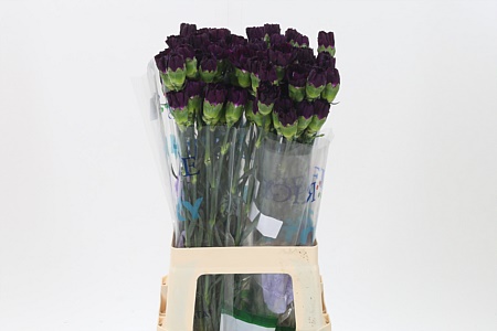 Karafiát Di St Mix Florigene 65 cm