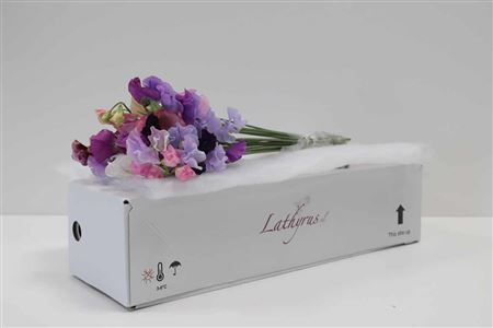 Lathyrus Parfum Mixed In Bunch