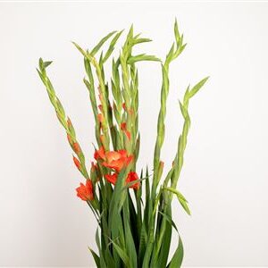 Gladiool Stormy Orange – čerstvý rezaný kvet, dĺžka: 95 cm, pôvod: NL
