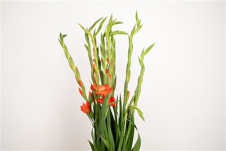Gladiool Stormy Orange – čerstvý rezaný kvet, dĺžka: 95 cm, pôvod: NL