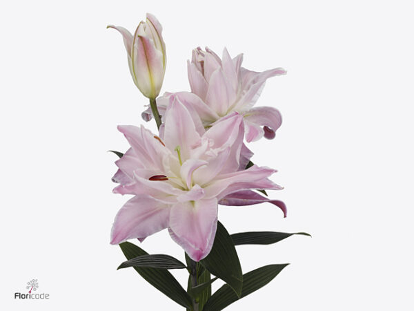 Dvojitá Ružová Ľalia Anouska 75 cm