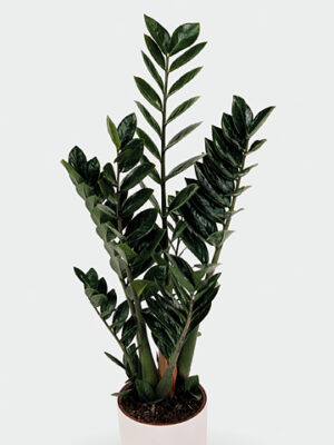 Pl Zamioculcas Zenzi