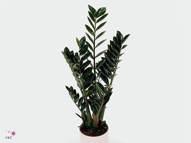 Pl Zamioculcas Zenzi