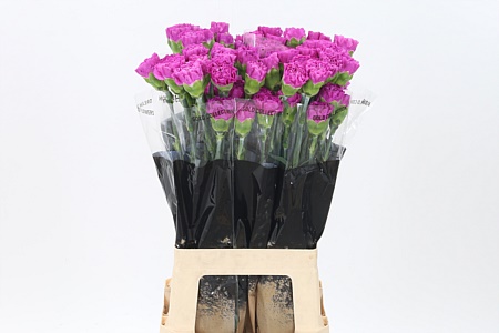 Di St Haiku – čerstvý rezaný kvet, dĺžka: 70 cm, pôvod: CO