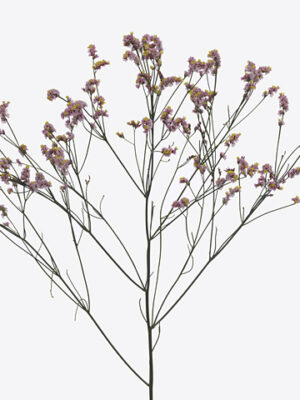 Limonium Sin Naomi Diamond s bielymi drobnými kvietkami