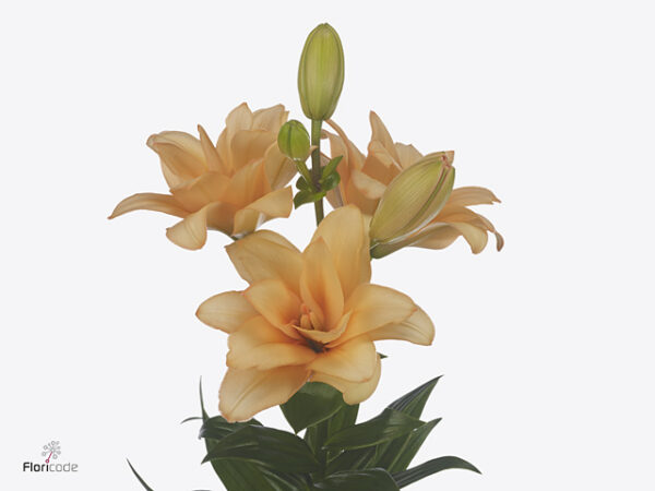 Li La Twinny Peach – čerstvý rezaný kvet, dĺžka: 100 cm, pôvod: NL