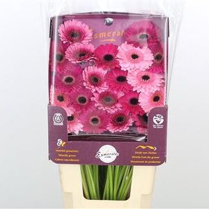 Ge Mi @ Mix Esmeralda – čerstvý rezaný kvet, dĺžka: 45 cm, pôvod: NL