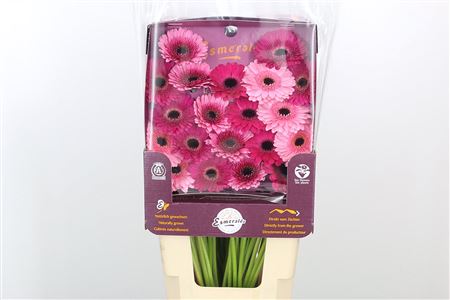 Ge Mi @ Mix Esmeralda – čerstvý rezaný kvet, dĺžka: 45 cm, pôvod: NL