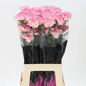 Karafiát Di St Komachi 55 cm