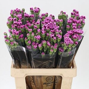 Karafiát Trendy Tessino 60 cm