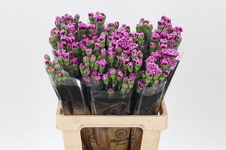 Karafiát Trendy Tessino 60 cm
