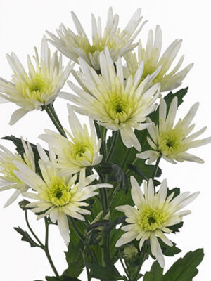 Biela chryzantéma Tellianne White s dĺžkou 70 cm