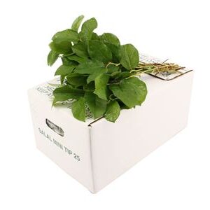 Salal Baby 30 cm