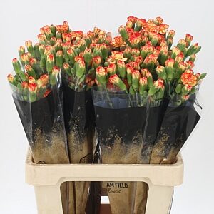 Karafiát Di Tr Carimbo 60 cm