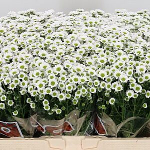 Chryzantéma San Mad Lindi White 55 cm