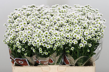 Chryzantéma San Mad Lindi White 55 cm