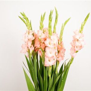 Gladiool Adrenalin Light Pink – čerstvý rezaný kvet, dĺžka: 120 cm, pôvod: NL
