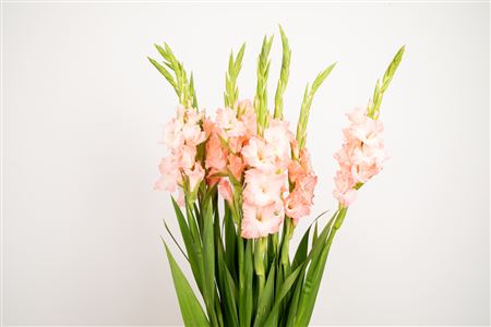 Gladiool Adrenalin Light Pink – čerstvý rezaný kvet, dĺžka: 120 cm, pôvod: NL