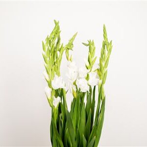 Gladiool Essential White – čerstvý rezaný kvet, dĺžka: 95 cm, pôvod: NL