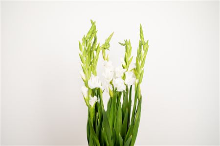 Gladiool Essential White – čerstvý rezaný kvet, dĺžka: 95 cm, pôvod: NL