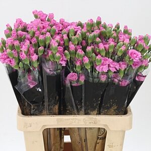 Karafiát Di Tr Lilac Melissa 60 cm