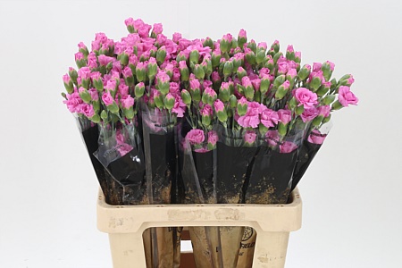 Karafiát Di Tr Lilac Melissa 60 cm