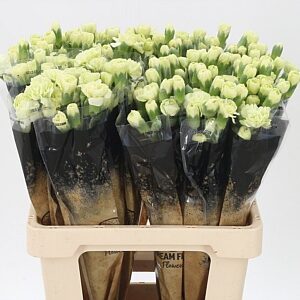 Karafiát Di Tr Jade 60 cm