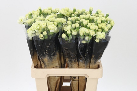 Karafiát Di Tr Jade 60 cm