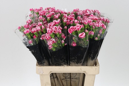 Di Tr Cosmocherry – čerstvý rezaný kvet, dĺžka: 60 cm, pôvod: CO