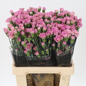 Karafiát Di Tr Mocca Sweet 60 cm
