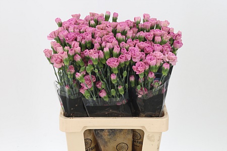 Karafiát Di Tr Mocca Sweet 60 cm