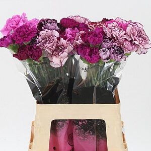 Karafiát Di St Mix Purple 65 cm