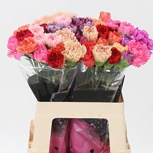 Karafiát Di St Mix Standard 65 cm