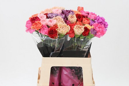 Karafiát Di St Mix Standard 65 cm