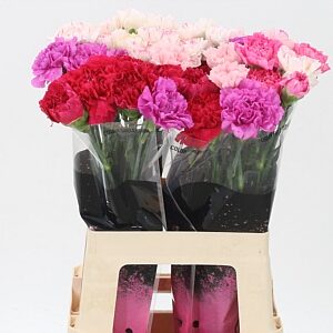 Karafiát Di St Mix Pink 65 cm