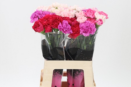 Karafiát Di St Mix Pink 65 cm