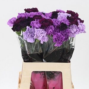 Karafiát Di St Mix Florigene 65 cm